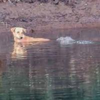 Pas skočio u vodu, a umjesto da ga pojedu, krokodili mu spasili život