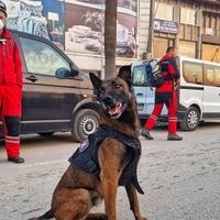 I psi iz BiH spašavaju živote, iz FUCZ kažu da su jedni od najboljih u Evropi
