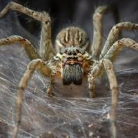 Pogledajte najveći primjerak najotrovnijeg pauka na svijetu: Završio u parku reptila