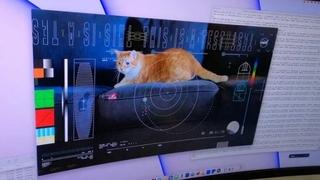 NASA "angažirala" mačku za testiranje komunikacija u svemiru
