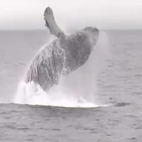 'Whale ballet': Thre humpbacks jump in unison, a birthday surprise for man and daughters