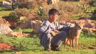 Neobično prijateljstvo: Dječak pripitomio vuka i sada zajedno čuvaju ovce