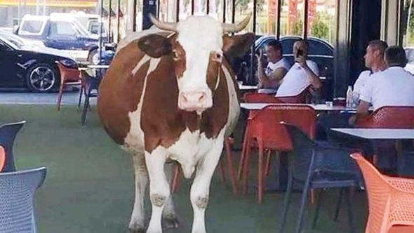 Krava ušetala u baštu kafića - Avaz