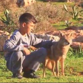 Neobično prijateljstvo: Dječak pripitomio vuka i sada zajedno čuvaju ovce