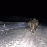 Video / Divlji konji na putu u Hercegovini