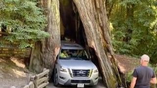 Video / Pokušao autom proći kroz 2.500 godina staro drvo pa ga oštetio