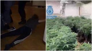 Evo kako je španska policija hapsila članove balkanskog kartela: Zaplijenjeno više od 37.000 stabljika marihuane