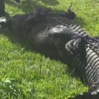Aligator ubio staricu koja je šetala psa
