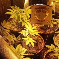 U Novom Travniku pronađen laboratorij za uzgoj marihuane: Zaplijenjen i kilogram droge