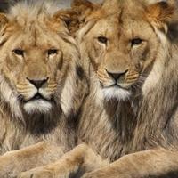 Šest lavova ubijeno u nacionalnom parku u Keniji