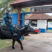 Na ovom brazilskom otoku policija patrolira bivolima