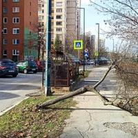 Vjetar donio mnogo problema: Počupana stabla u sarajevskom naselju Alipašino Polje