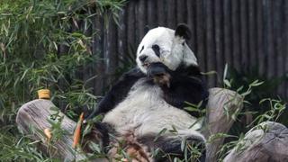 Uginula posljednja džinovska panda u Tajlandu