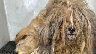 Kakva transformacija: Pas s lavljom grivom neprepoznatljiv nakon što mu je ošišano gotovo 5 kilograma krzna