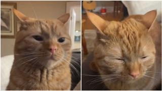 Video / Vlasnica zabranila mačku da jede pečeno pile: Njegova reakcija je hit