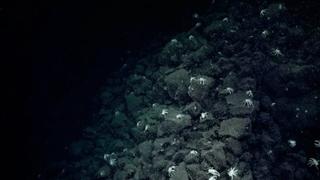 Istraživači pratili rakove po dnu mora: Odveli su ih do nevjerovatnog mjesta