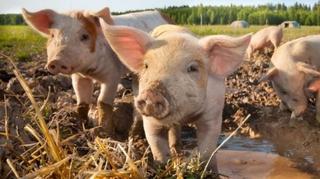 Vlada Distrikta osigurala gotovo milion KM za štetu uzrokovanu afričkom svinjskom kugom