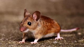 Kako se riješiti miševa u dvorištu i spriječiti ih da uđu u vaš dom