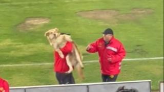 Nestašni pas uletio na fudbalski teren i ukrao loptu igračima