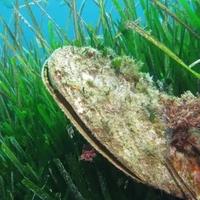 Turisti iz mora izvadili ugroženu školjku: U Jadranu ima samo 26 primjeraka