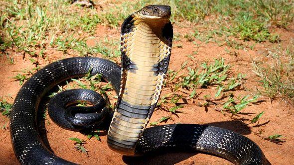 Kraljevska kobra - Avaz