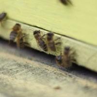 Pčelari u BiH nadaju se boljem vremenu i boljim prinosima, nije izgubljena godina