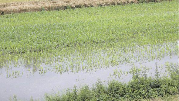 Kiša povaljala pšenicu, Spreča poplavila kukuruz  - Avaz