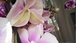 Ovih 5 stvari ubija vašu orhideju