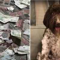 Sesil je bio dobar pas dok nije pojeo 4.000 dolara