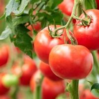 Jednostavan trik uz koji će paradajz duže ostati svjež