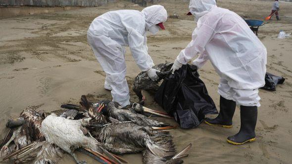 Municipal workers collect dead pelicans on Santa Maria beach in Lima, Peru - Avaz