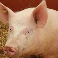 U Srbiji zbog afričke svinjske kuge eutanazirano oko 20.000 svinja