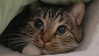 Žena spasila mačka lutalicu od hladnoće: Video je rastopio mnoga srca 