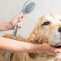 Evo koliko često trebate kupati psa