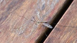 WHO: Komarci koji šire denga groznicu uskoro će postati endemični u Evropi, SAD-u i Africi