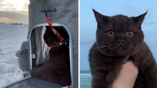 Vlasnici prvi put odveli svoju mačku na plažu: Nije prošlo kako su planirali
