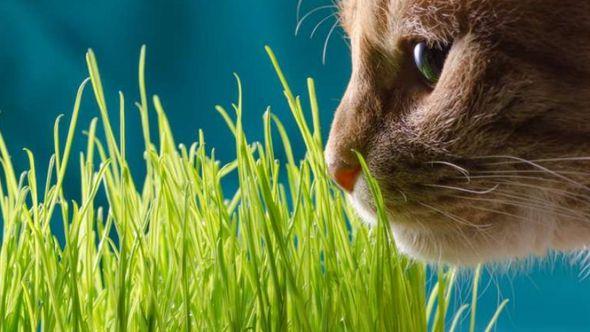 Mačija trava - Avaz