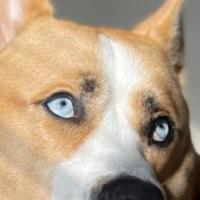 Rio ponosno nosi titulu psa s najljepšim očima: Nastao iz ljubavi haskija i pit bula