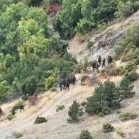 Objavljen snimak terorista: Dron snimio kuda su bježali nakon napada na kosovsku policiju