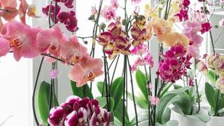 Koju boju orhideje izabrati za dragu osobu, a koju za poslovnog partnera ili useljenje