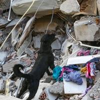 Među njima i Atos iz BiH: Psi tragači su nada ljudima pod ruševinama
