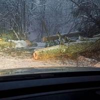 Kod Zavidovića obustavljen saobraćaj: Drvo se srušilo na ulicu