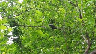 Opreza nikad na odmet: Zmija snimljena u krošnji drveta uz stazu na Vrbasu