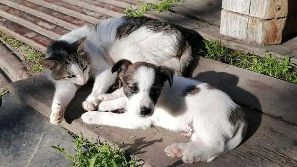 pas i mačka - Avaz