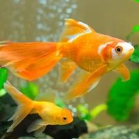 Evo na šta trebate paziti ako imate ribice i akvarij
