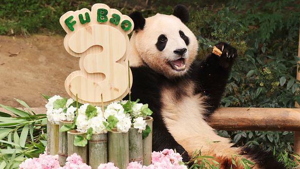 Fu Bao panda - Avaz