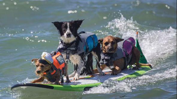 Psi na takmičenju u surfanju - Avaz