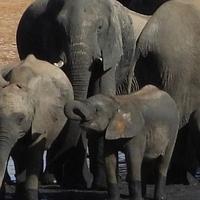 Klimatske promjene izazvale sušu u Zimbabveu: Desetine slonova uginule u poznatom nacionalnom parku