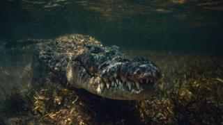 Najzagađenija rijeka: Kako krokodili uspijevaju živjeti u njoj