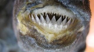 Naučnici analizirali evoluciju morskih pasa na osnovu oblika čeljusti